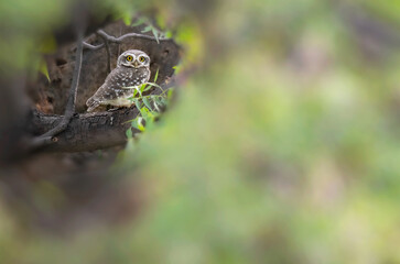 Spotted Owlet bird of grassland bird