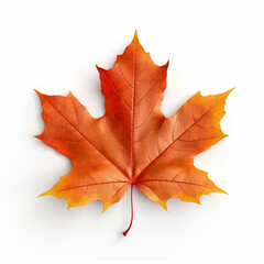 Naklejka na ściany i meble autumn maple leaf, Maple leaf on a white background, AI generator