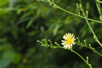 アキノノゲシ（秋の野芥子）, Indhian Lettuce