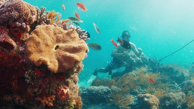 Male freediver. Asian male freediver swims underwater and explores the healthy reef near Bali island, Indonesia