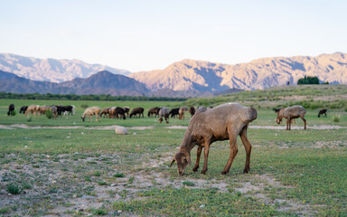 Naklejka premium Flock of sheep grazing on a meadow at the foot of Tian-Shan Mountains. Semyonovskoe gorge, Issyk Kul. Kyrgyzstan