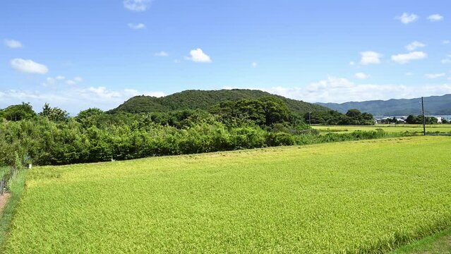 一面の田んぼが広がる日本の風景　お米