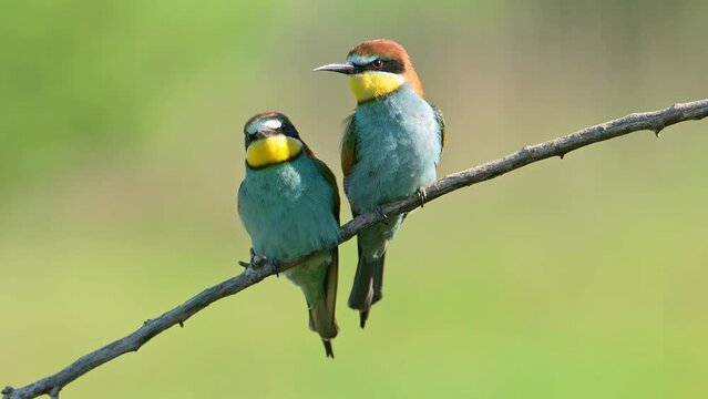 Two birds European bee-eater close-up (Merops apiaster) perched on a branch at sunny day.