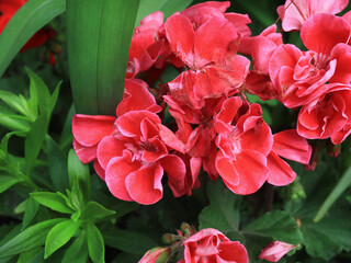 Pink begonia flowers