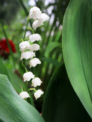 Lily of the valley