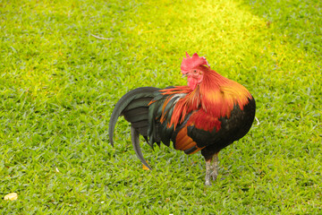 Cockerel in the afternoon light.