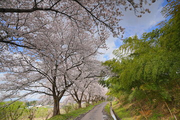 桜並木