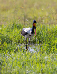 Saddle Billed Stork wading through the natural African habitat
