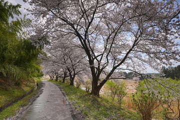 桜並木
