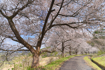 桜並木