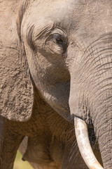 Fototapeta premium Close up shot of Elephant head with eye and skin detail taking in natural African habitat