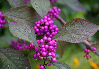 Callicarpa japonica or Japanese beautyberry branch with leaves and  large clusters purple berries with drops of rain close up.