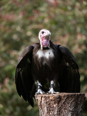 Perched Hooded Vulture in captivity 