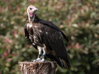 Perched Hooded Vulture in captivity 