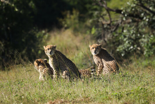 Cheetah family in Zululand, South Africa