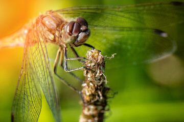 macro photography of a dragonfly