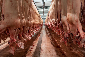 A lot of chopped fresh raw pork meat hanging and arrange and processing deposit in a refrigerator, in a meat factory.