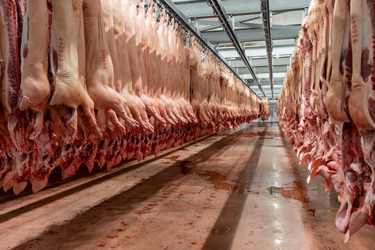 A lot of chopped fresh raw pork meat hanging and arrange and processing deposit in a refrigerator, in a meat factory.