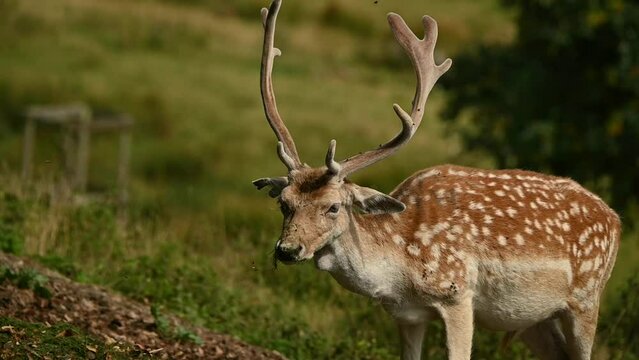 Fallow Deer (Dama dama) adult buck with antlers ij velvet feeding on grass as flies swarm around. August, Kent, UK. [Half speed]