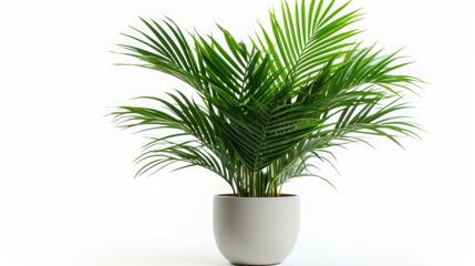 design home medium plant areca palm isolated on white background