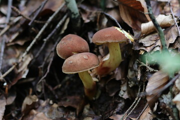 Ziegenlippe xerocomus subtomentosus Röhrling Pilz