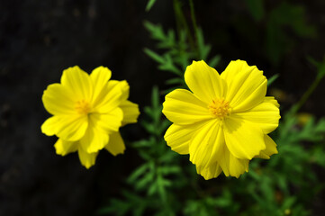 Yellow cosmos flower selective focus blur background