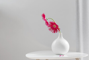 purple gerber in white ceramic vase on gray background