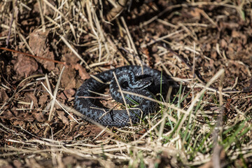 Animal color polymorphism. A rare intermediate form of adder(Vipera berus) coloration from black to...