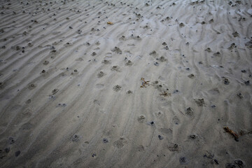 Lug worm (Arenicola marina) outburst of digested sludge with sand. Intertidal zone; strand. White...