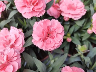 Dianthus 'Oscar Pink'
