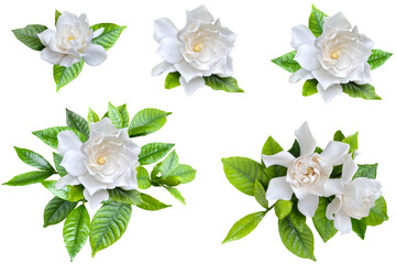 美しいクチナシの花の切抜き（背景透過）
