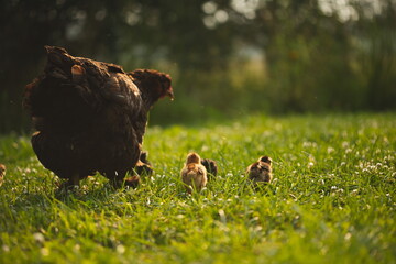 Baby chickens with their mother hen on a small farm in Ontario, Canada.