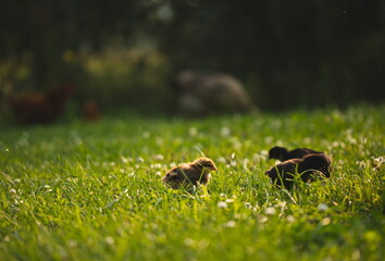 Baby chickens with their mother hen on a small farm in Ontario, Canada.