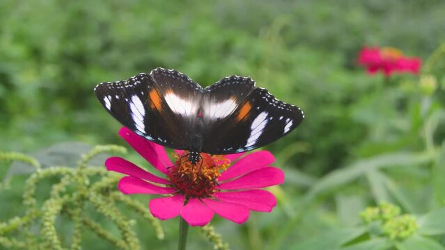 a butterfly perched on a blooming zinnia flower