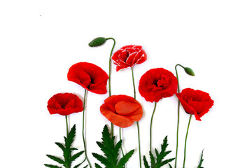 Fototapeta premium Flowers red poppy ( Papaver rhoeas, corn poppy, corn rose, field poppy, red weed ) on a white background with space for text. Top view, flat lay