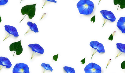 Blue flowers Ipomoea ( bindweed, moonflower, morning glories ) on a white background with space for text. Top view, flat lay