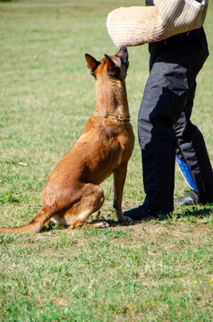 Belgian Malinois Bitework