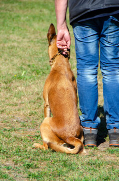 Belgian Malinois Working
