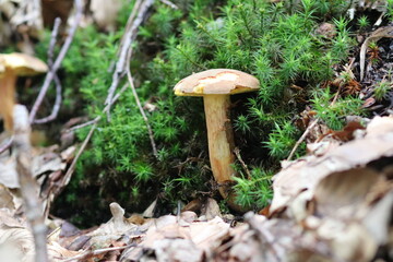 Steinpilz Pilz boletus edulis