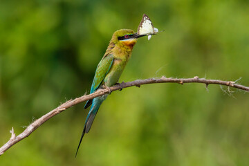 Blue-tailed Bee-eater (Merops philippinus)