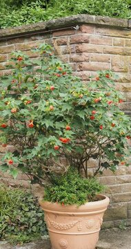 (Abutilon pictum) A Redvein abutilon as decorative wall shrub planted in pot with spectacular orange-red flowers dangling on fine stalks with dark green lobed leaves quivering in the wind