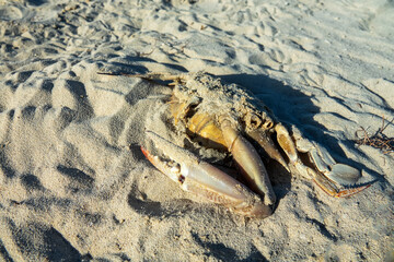 Dead crabs on the Persian Gulf