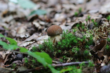 Steinpilz Pilz boletus edulis