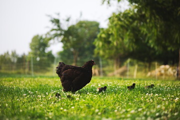 Baby chickens with their mother hen on a small farm in Ontario, Canada.