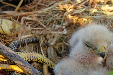 Long-legged buzzard (Buteo rufinus) nestlings are 5 days old, elder's eyes are open. White chicks in the first downy plumage, they don 't hold heads well, sleep a lot. Crimea, Kerch Peninsula