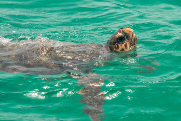 Fototapeta premium Caretta caretta turtle in Zakynthos island in Greece swimming. 