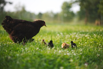 Baby chickens with their mother hen on a small farm in Ontario, Canada.