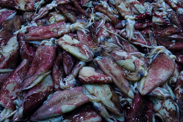 Sale of squids from the Persian Gulf at the bazaar in Abu Dhabi.