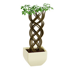 Netted Ficus Tree Indoor Plant 3D illustration