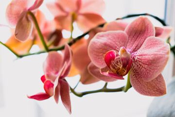 Fototapeta na wymiar Orchid flower in interior, phalaenopsis